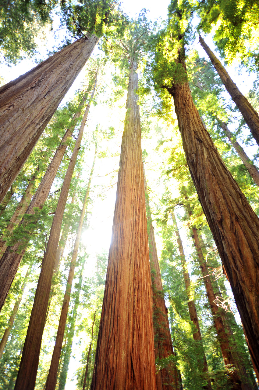 Redwoods